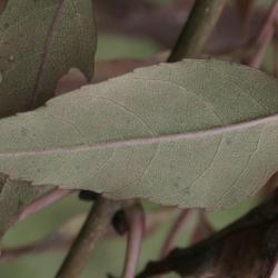 Fraxinus oxycarpa (Persian Ash), leaf, lower surface