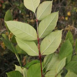 Fraxinus pennsylvanica green ash (Green Ash), leaf, lower surface
