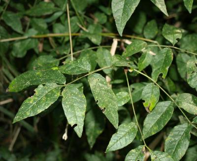 Fraxinus pennsylvanica green ash (Green Ash), leaf, summer
