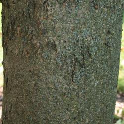 Fraxinus nigra (Black Ash), bark, trunk