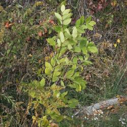 Fraxinus pennsylvanica green ash (Green Ash), habit, fall, young