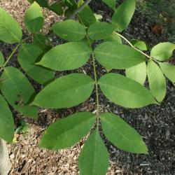 Fraxinus nigra (Black Ash), leaf, summer