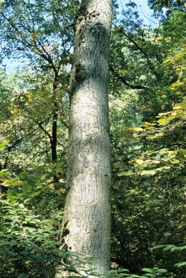 Fraxinus nigra (Black Ash), bark, trunk
