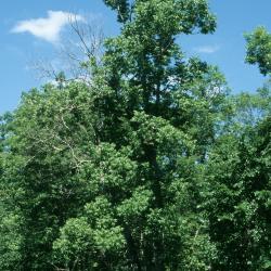 Fraxinus nigra (Black Ash), habit, summer