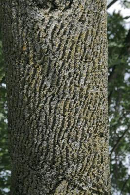 Fraxinus texensis (Texas Ash), bark, trunk