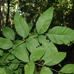 Fraxinus pennsylvanica green ash (Green Ash), bark, twig