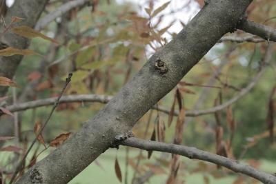 Fraxinus oxycarpa (Persian Ash), bark, branch