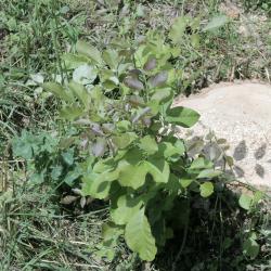 Fraxinus texensis (Texas Ash), habit, summer