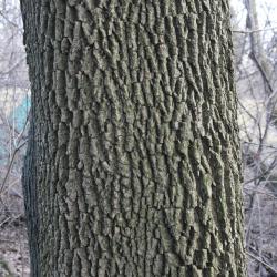 Fraxinus pennsylvanica green ash (Green Ash), bark, mature