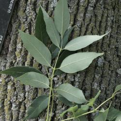 Fraxinus texensis (Texas Ash), leaf, lower surface