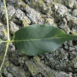 Fraxinus texensis (Texas Ash), leaf, upper surface