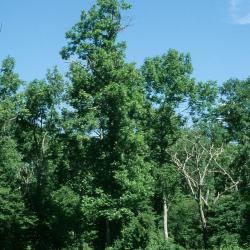 Fraxinus nigra (Black Ash), habitat