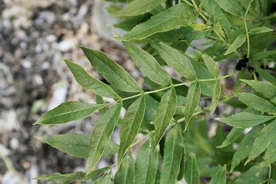 Fraxinus excelsior (European Ash), leaf, upper surface