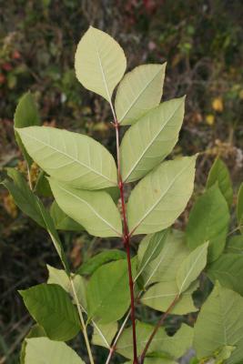 Fraxinus pennsylvanica green ash (Green Ash), leaf, lower surface