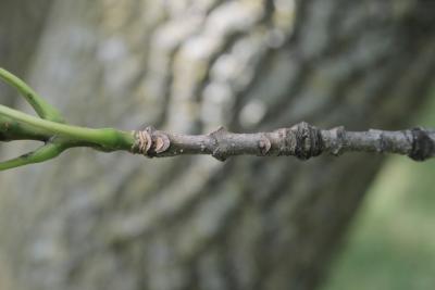 Fraxinus texensis (Texas Ash), bark, twig