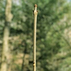 Fraxinus nigra (Black Ash), bark, twig