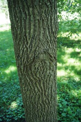Fraxinus tomentosa (Pumpkin Ash), bark, trunk