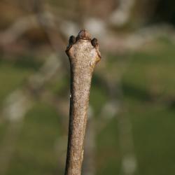 Fraxinus pennsylvanica green ash (Green Ash), bud, terminal
