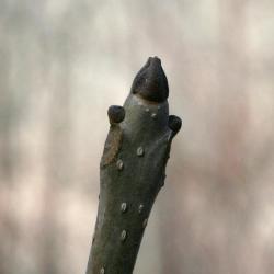 Fraxinus nigra (Black Ash), bud, terminal
