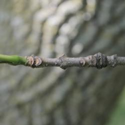 Fraxinus texensis (Texas Ash), bark, twig