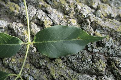 Fraxinus texensis (Texas Ash), leaf, upper surface