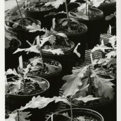 Quercus robur saplings in pots in greenhouse