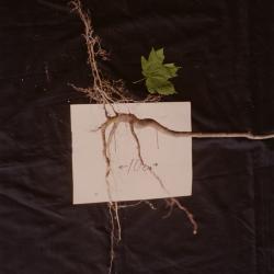 Root research, maple root system growth difficulty in oak forest