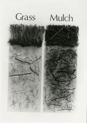 Root profiles of sugar maples comparing roots in competition with grass and in naturally mulched areas
