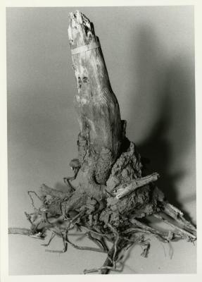 Roots research, tree stump with roots