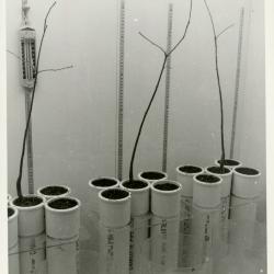 Experimental setup for plants in growth chambers