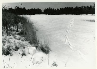 Salt study, plastic buckets near plants in snow field with trees in the distance