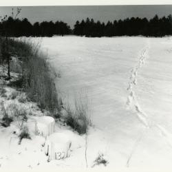 Salt study, plastic buckets near plants in snow field with trees in the distance