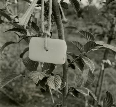 Landscape Conservation Nursery, soap tied to a branch as protection from deer