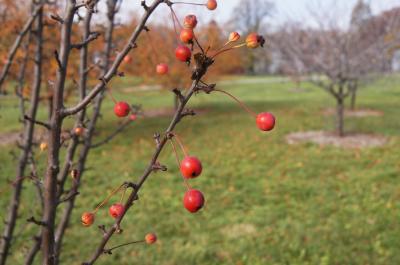 Malus 'Adirondack' (Adirondack Crabapple), fruit, mature