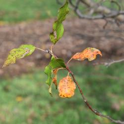 Malus 'Alexis' (Alexis Crabapple), leaf, fall
