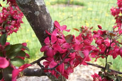 Malus 'Amaszam' (AMERICAN MASTERPIECE® Crabapple), inflorescence