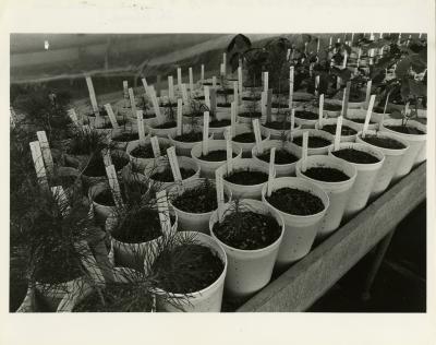 Propagation of woody plants in greenhouse , table of plants in pots