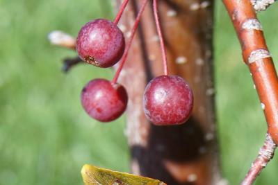 Malus 'Bailears' PP 22001 (RUBY TEARS™ Crabapple), fruit, mature