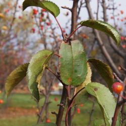 Malus 'Adirondack' (Adirondack Crabapple), leaf, fall