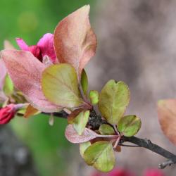 Malus 'Adams' (Adams Crabapple), leaf, spring