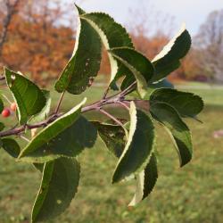 Malus 'Adirondack' (Adirondack Crabapple), leaf, fall