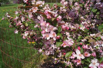 Malus 'Canary' (Canary Crabapple), inflorescence