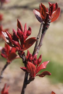 Malus 'Burgundy' (Burgundy Crabapple), bud, flower