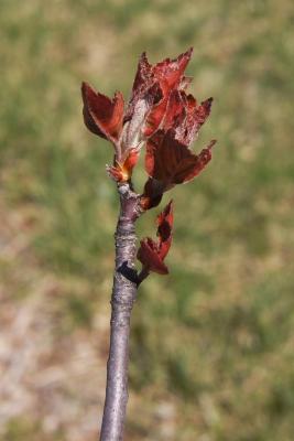 Malus 'Branzam' (BRANDYWINE® Crabapple), leaf, spring