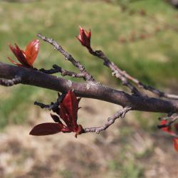 Malus 'Burgundy' (Burgundy Crabapple), bark, twig