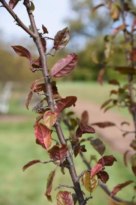 Malus 'Cranberry Lace' (Cranberry Lace Crabapple), bark, branch