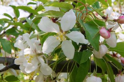 Malus 'Coral Cascade' (Coral Cascade Crabapple), flower, throat