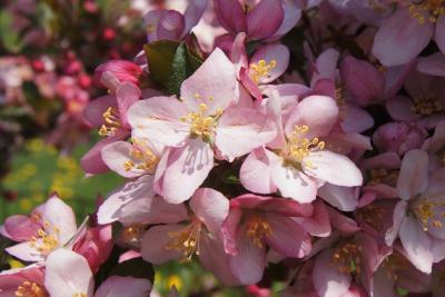 Malus 'Camzam' (CAMELOT® Crabapple), flower, full