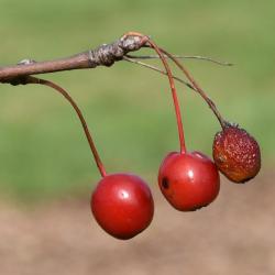 Malus 'Donald Wyman' (Donald Wyman Crabapple), fruit, mature