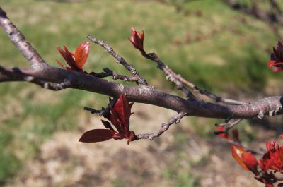 Malus 'Burgundy' (Burgundy Crabapple), bark, twig